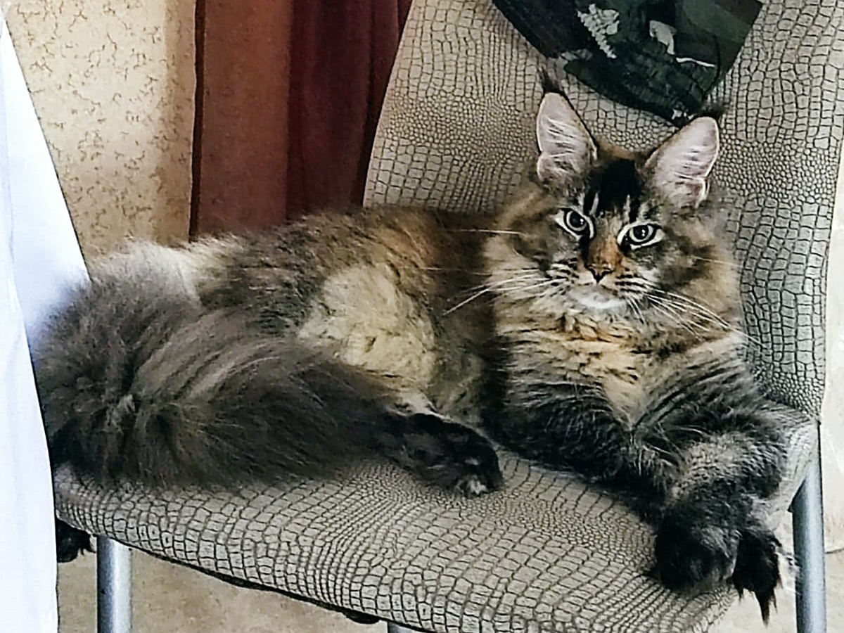 Barbie Talurel from ANiTaCoon
